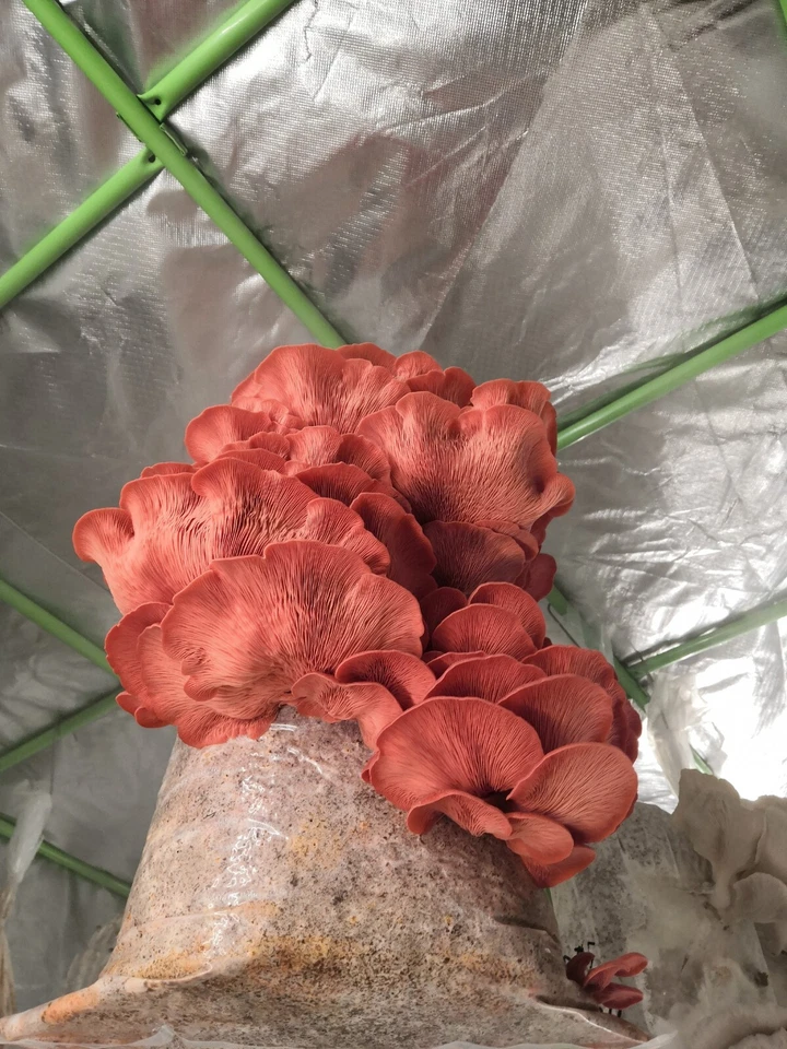 Pilzkulturen | Flüssigkulturen | Mushroom Liquid Cultures | Gourmet, Glowing - Image 4 of 4