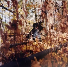 Billy Woods - Golliwog (2xLP, Album) (Mint (M)) - 3875433292