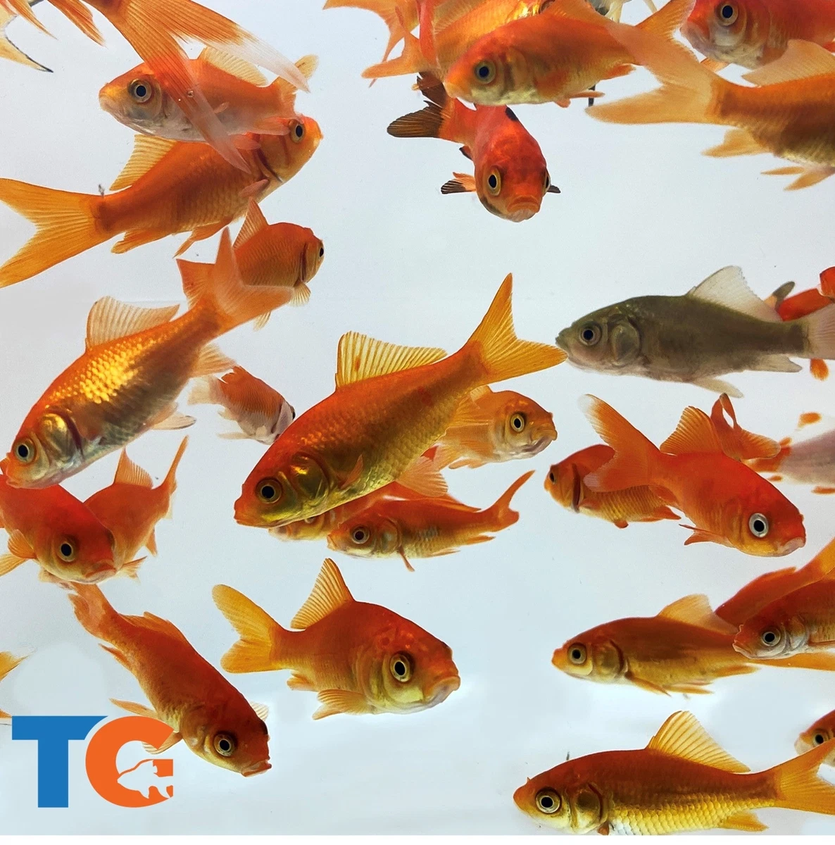Black Common Goldfish