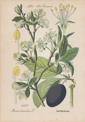 Pflaume Kultur-Pflaume (Prunus domestica) Chromo-Lithographie von 1885