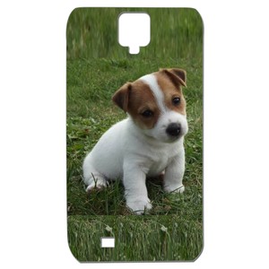 Photo De Bebe Chien Jack Russel Photo De Bebe Chien Jack Russel