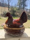 Hull Brown Hen on Nest