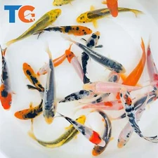 Standard Fin Koi Fish For Sale – Buy Live Koi Fish Online |Toledo Goldfish & Koi