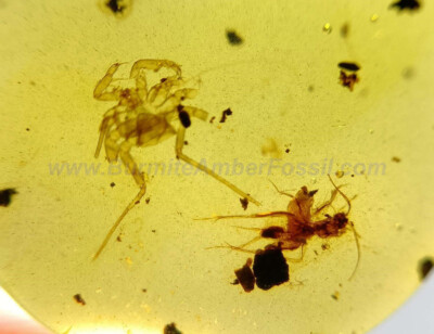 Burmite Amber Fossil - SC6092 Whip Spider w/ Certificate