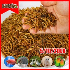 5/10/20LBS Dried Mealworms Calcium Rich for Hens Wild Blue Bird Food Chickens