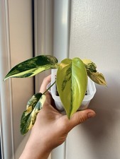 Philodendron Lacerum Aurea
