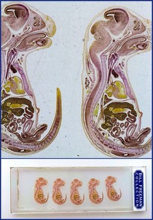 Vintage Microscope Slide of Mouse Sections. Differentially Stained