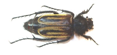 COLEOPTERA, GLAPHYRIDAE, EULASIA VITTATA aus der TÜRKEI