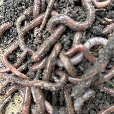 CANADIAN NIGHTCRAWLER WORMS