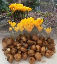 1-1000 YELLOW (VERNUS) CROCUS BULBS LARGE BLOOMS HARDY SPRING GARDEN PERENNIAL
