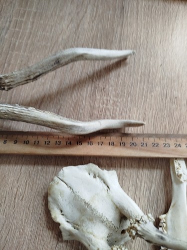 vintage Real Skull with Horns, white bone, animal skull. Original 1970s. 59 - 第 11/15 張圖片