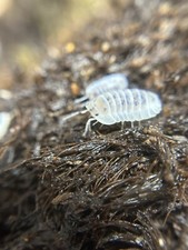 Shirt Utsuri Nesodillo archangeli Isopods Qty 10