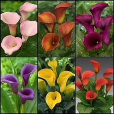 Pretty Imported Double Calla Lily MultiColour Flower Bulb Pack Of 3 Bulb