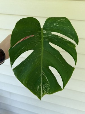 giant philodendron Philodendron Ornatum Giant Silver