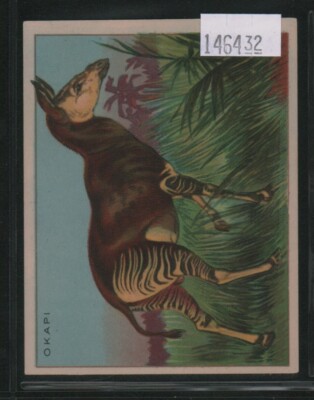 1920's Weber Baking Animal Pictures D9 Okapi (146432)