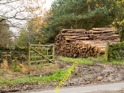 Foto 12x8 Holzstapel jenseits des Tores Consett Der Haufen geschnittener Stämme wartet c2015