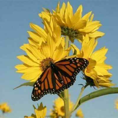 500 Maximilian Sunflower Seeds – NON-GMO, Free Shipping