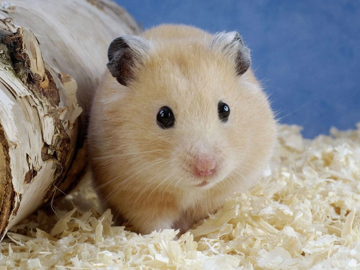 Best nesting hot sale material for hamsters