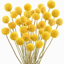 Uieke 30PCS Natural Dried Craspedia Billy Balls Flowers Yellow Billy Buttons Dec