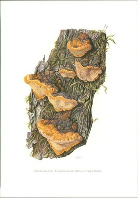 Pilze - Claus Caspari: Fencheltramete  Osmoporus odoratus (Wulf. ex Fries) Sing
