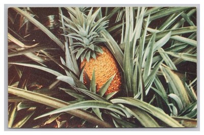 Growing Pineapple In Hawaiian Pineapple Field Postcard