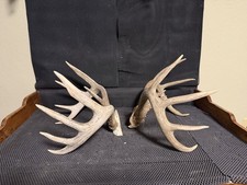 2 Great Typical 10 Point Whitetail Deer Antler Horns Mount Taxidermy Decor