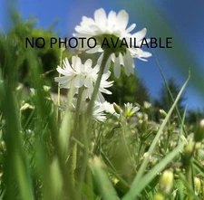 Atlas N #40051 Preasureaide Tank Soo Line 101067