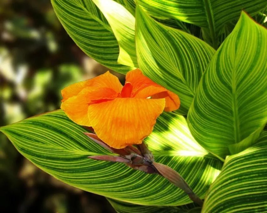 Bengal Tiger Lily