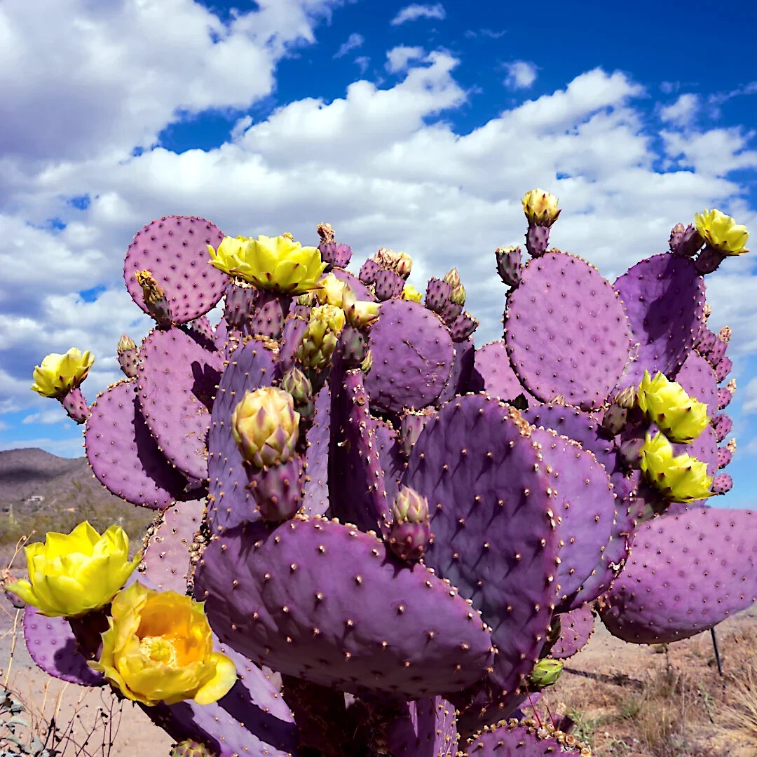 20 Purple Cactus Seeds (Opuntia Santa Rita) Prickly Pear Fruit Rare Fast Hardy-7