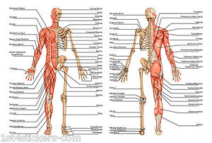 Anatomia Umana Corpo Ossa Dettagliate Poster Stampa Grande Qualita 3 Ebay