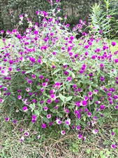 Globe Amaranth, Gomphrena globosa - Purple  200 seeds