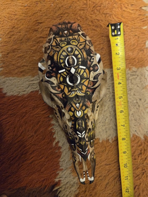 Skull Whitetail Doe OOAK Hand Painted