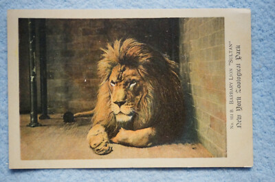 Barbary Lion ''Sultan'' - New York Zoological Park