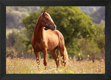 Poster arte da parete con cornice pony gallese quadro stampa su tela