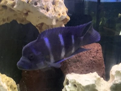 20cm Male Zaire Blue Moba Frontosa Fish Gumtree Australia