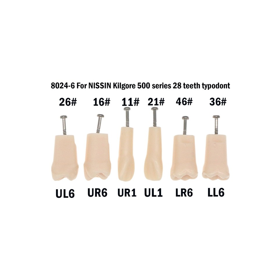Jeu De 32 Dents Pour Typodont - Remplacement Type 200 - Compatible Kilgore Nissin - Modèle M8025-6