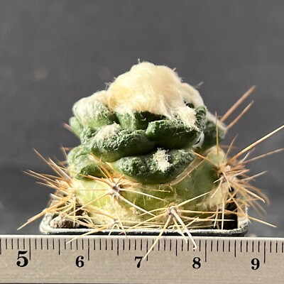 A7-1235. Cactus... Fissuratus, Hooked Tubercles (Grafted)