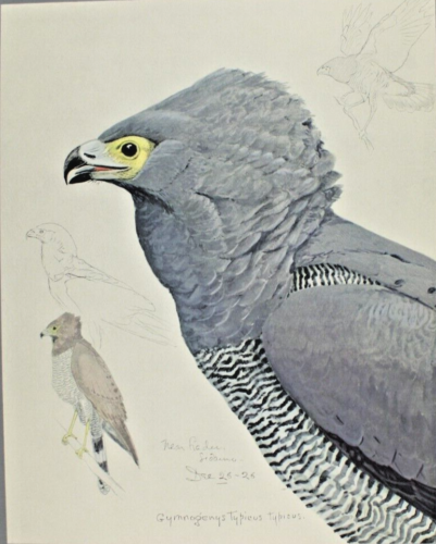 1926-30 Louis Fuertes African Harrier Hawk Print Special Publication Abyssinian