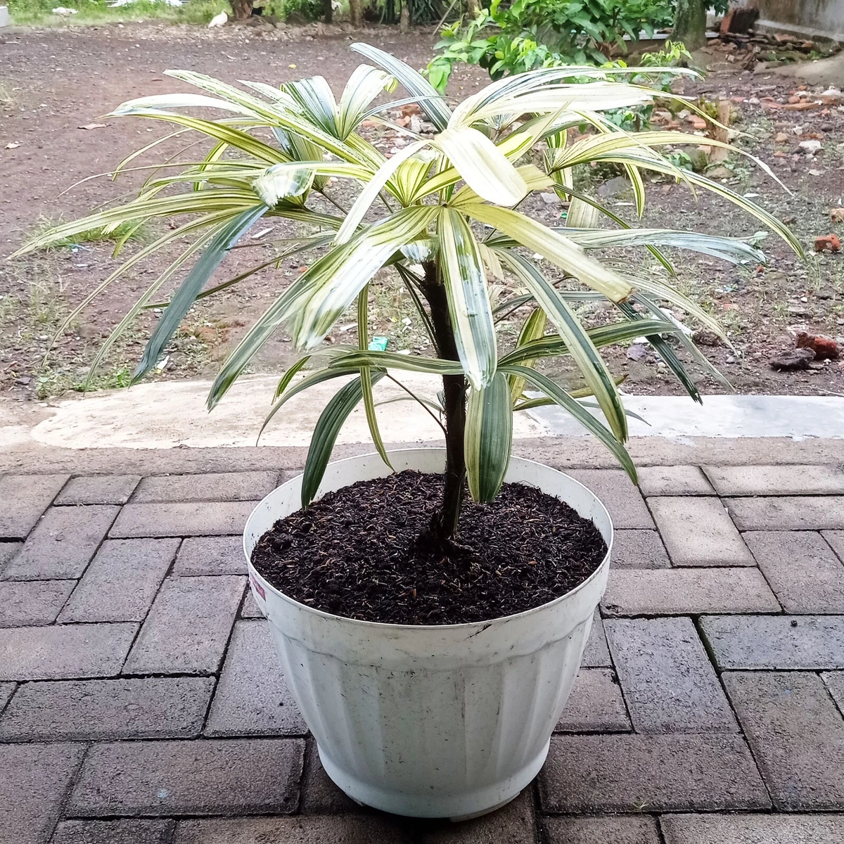 Rhapis excelsa cheap