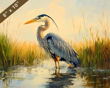 Great Blue Heron wading in a marsh oil painting 8x10 Print