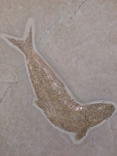 Fisch Anaethalion knorri 14cm Fossil Solnhofen Eichstätt Plattenkalk Jura