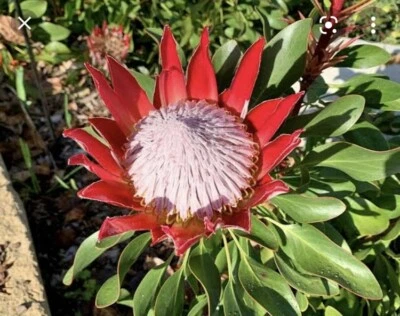 Protea Home Garden Gumtree Australia Free Local Classifieds