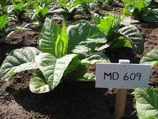 1000 MD 609 Tobacco Seeds ~ Nicotiana Tabacum ~ HUGE Leaves!