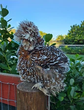 (6) Rare Silkie Hatching Egg Assortment - Mille, Lav, Chocolate, Mottled & More!