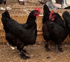 12+ Purebred French Black Copper Maran Hatching Eggs — photo 3