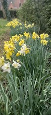 100 bulbes Narcisse Jonquilles 