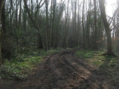 Photo A3 Footpath in Free Down Wood Martin Mill A path leads through the c2011