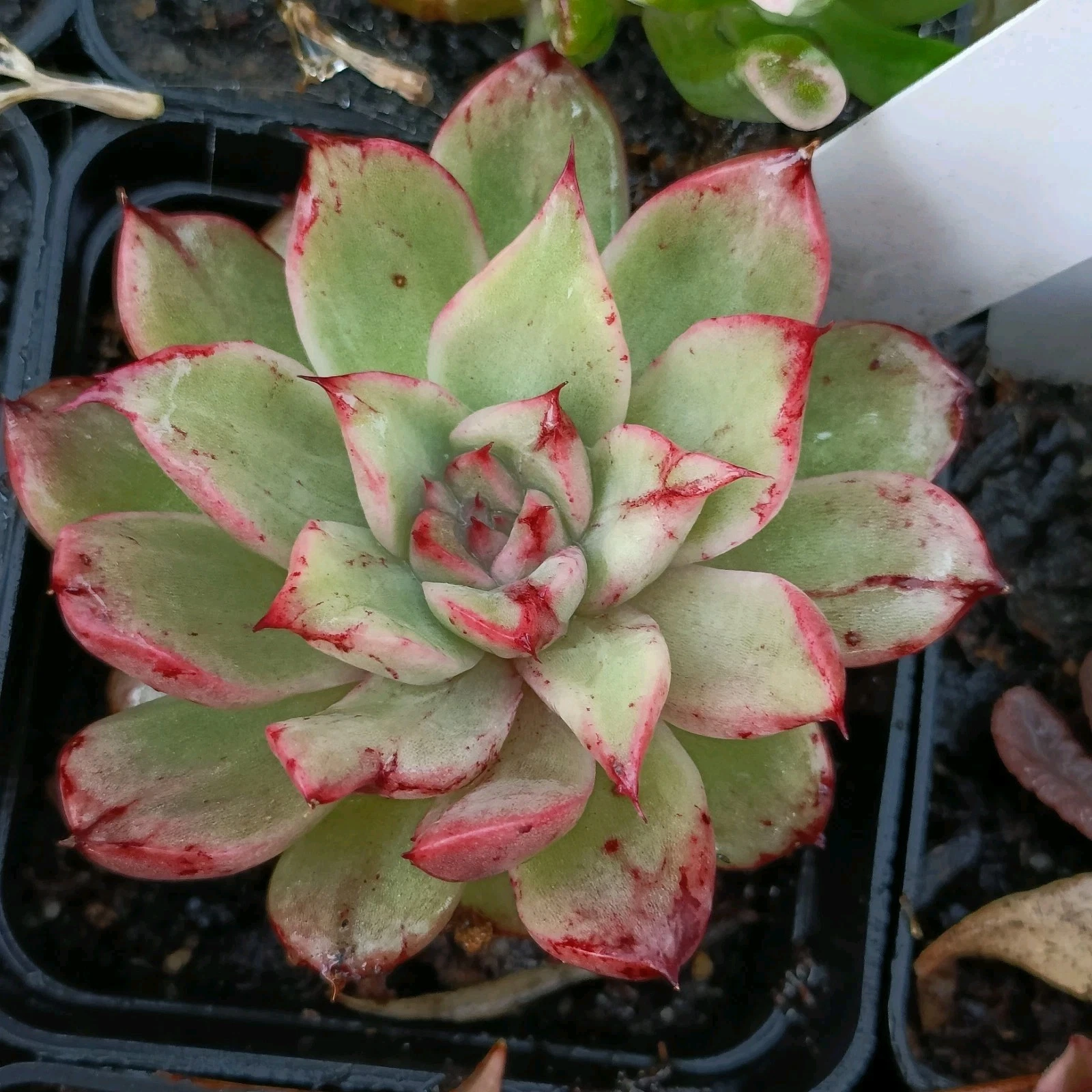 Echeveria seashell Hybrid Variegated + monster form rare Succulent plant 22
Opens in a new window or