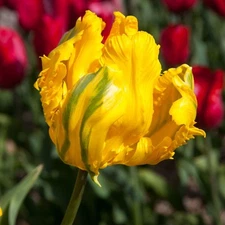 8 -Jan Van Nes PARROT TULIP Flower Bulbs - SHOWSTOPPING FLAMBOYANT