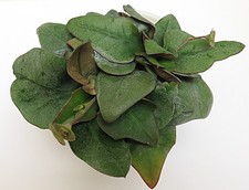 Euphorbia francoisii-#8 Modern hybrid-seed grown in USA